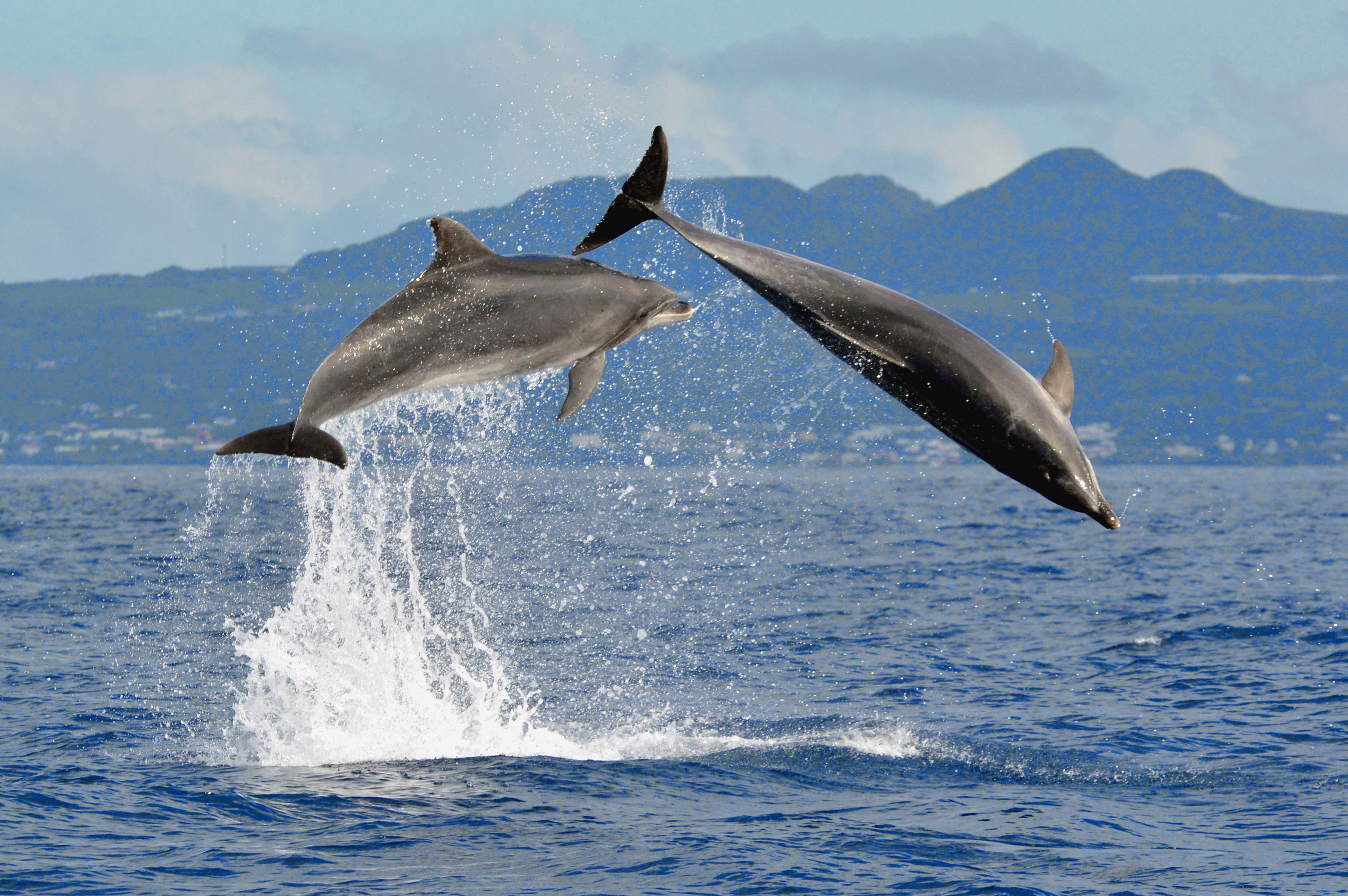 Bottlenose dolphins